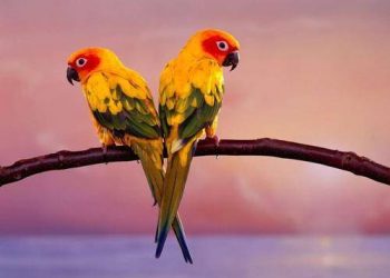 How long can a parrot live? Normally there are decades