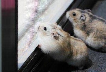 Signs of hamsters before death, there are these behaviors to pay attention to