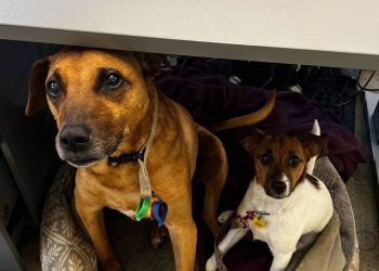 Pets in the office lead to less stress, less anxiety, and better productivity