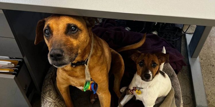 Pets in the office lead to less stress, less anxiety, and better productivity