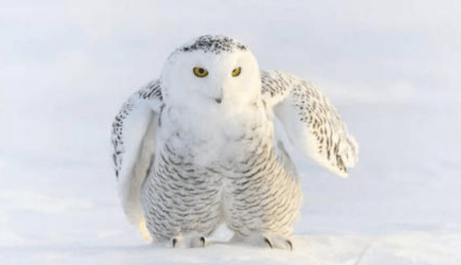 Pet owl spends all night outdoors seeing owner aggrieved look like a child