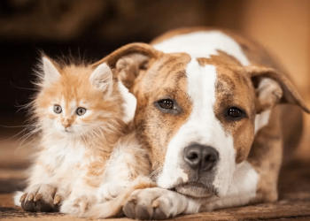 There are 7 reasons why dogs have upset stomachs