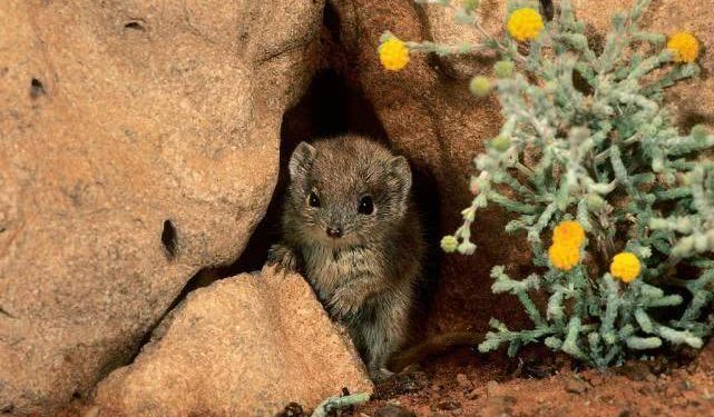 Why do animals die before they lose the ability to mate?