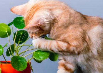 20 Pet-Friendly Houseplants That Are Safe for Cats or Dogs—And 20 That Aren’t