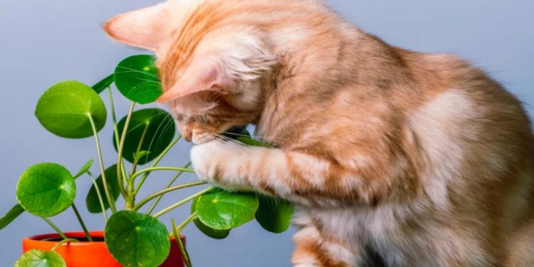 20 Pet-Friendly Houseplants That Are Safe for Cats or Dogs—And 20 That Aren’t