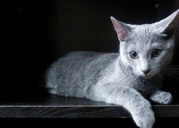 Why do cats have such a strong desire to be curious?