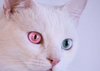 What does the rounded pupil of a cat mean?