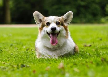 Why do dogs like to bite their owners’ hands and feet?