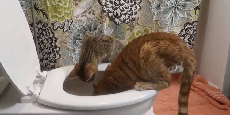 Cold knowledge of cat raising: “My cat loves to drink toilet water, is this normal?”