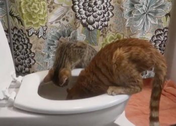 Cold knowledge of cat raising: “My cat loves to drink toilet water, is this normal?”