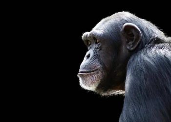 Why don’t chimpanzees imitate human speech?