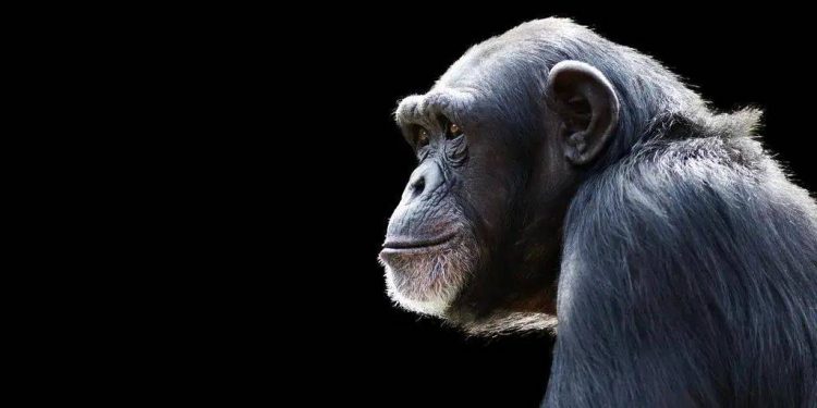 Why don’t chimpanzees imitate human speech?