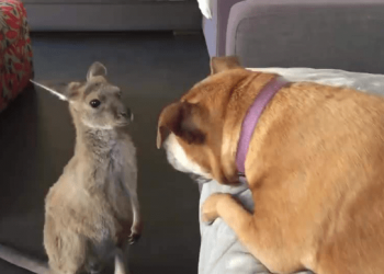 The kangaroo is dissatisfied with the dog sleeping on the sofa, and it is a violent beating