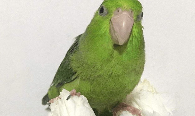 The owner gave the parrot chili, and this happened!