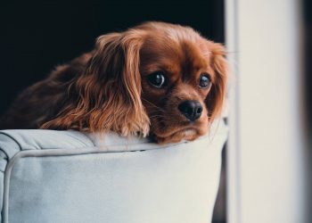 Dogs can cry! Because it’s really sad.