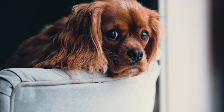 Dogs can cry! Because it’s really sad.