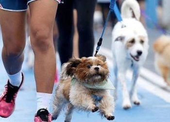 Dogs may not recognize their parents after many years away, but they can accurately identify their owners