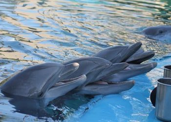 Dolphins Form Largest Alliance Network After Humans, Study Finds