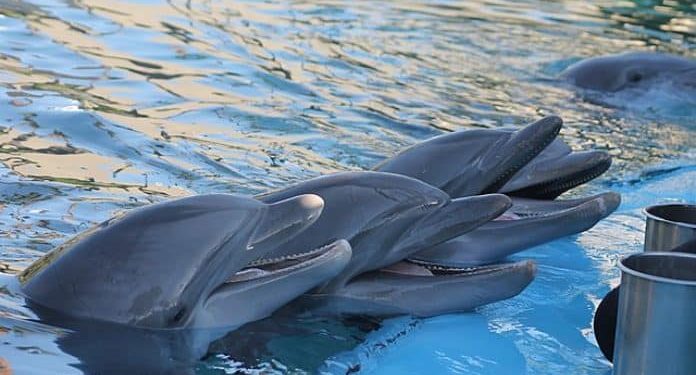 Dolphins Form Largest Alliance Network After Humans, Study Finds