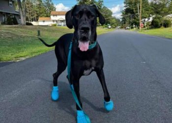 After buying new shoes for the dog…