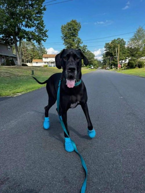 After buying new shoes for the dog… – Daily Pet Pop Factoid and News