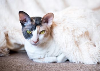 Cornish Rex Cat Sitting on Carpet