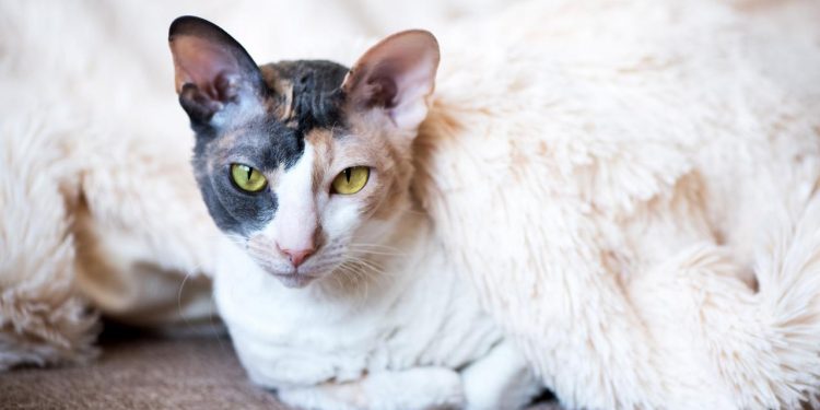 Cornish Rex Cat Sitting on Carpet