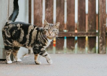 Tabby Cat walking on pavement near wood fence