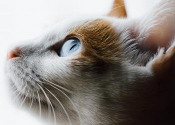 closeup of a cat's face