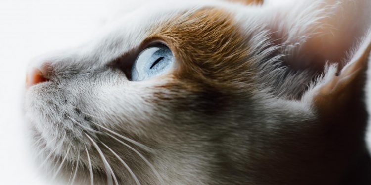 closeup of a cat's face