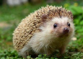 Do hedgehogs hunt snakes?