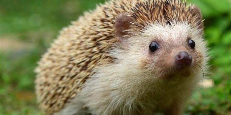 Do hedgehogs hunt snakes?