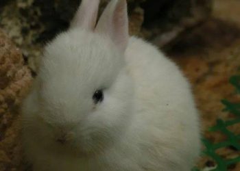 What is it like to have a rabbit that is both quiet and lively?