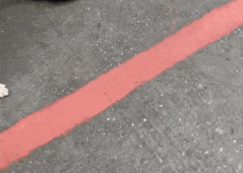 Pug dog caught by owner for dinner