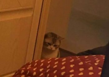 The woman went to sleep when she went home, and when she woke up, she saw the cat’s resentful eyes, she forgot to feed it