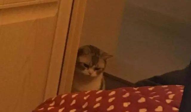 The woman went to sleep when she went home, and when she woke up, she saw the cat’s resentful eyes, she forgot to feed it