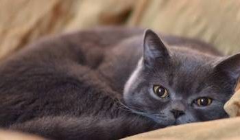 What is the normal body temperature of a cat?