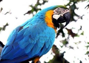 It would be a pity not to let this parrot read its IQ!