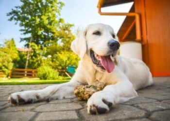 ​Be careful when feeding your dog bones!