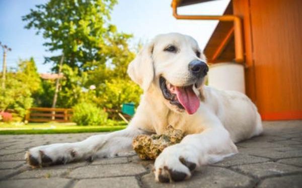 Be careful when feeding your dog bones!