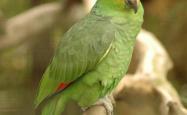 Common species and distinctions of Amazon parrots (an introduction to the differences between Amazon parrots)