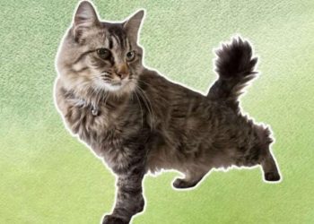 5 Facts About American Bobtail Cats