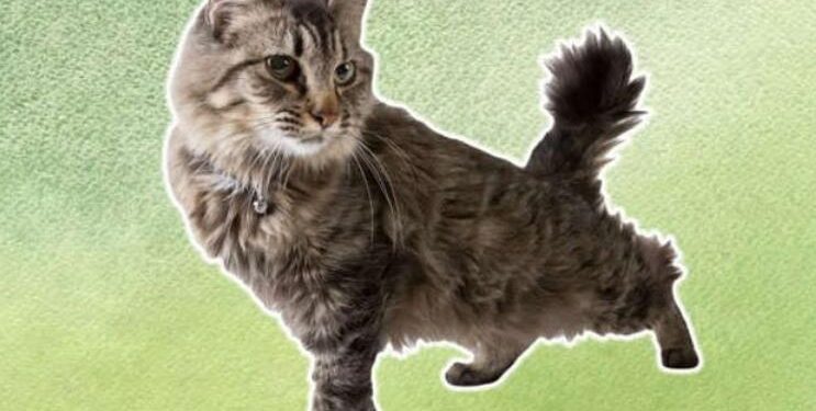 5 Facts About American Bobtail Cats