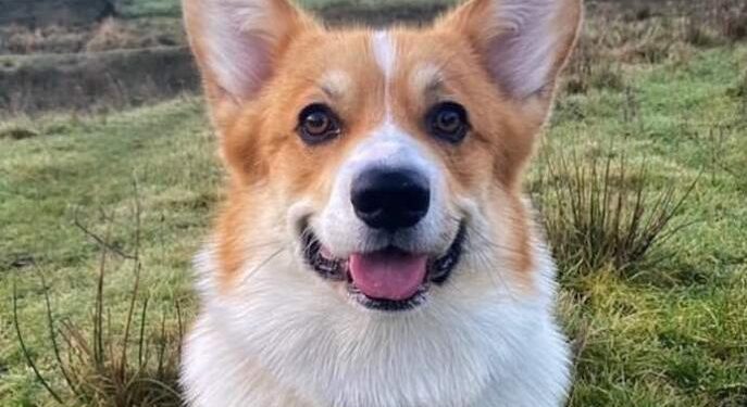 Dog Owner Shocked to Discover Her Pet is the Brother of One of The Queen’s Corgis