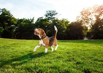What are the 5 key health benefits of dogs laying in the sun