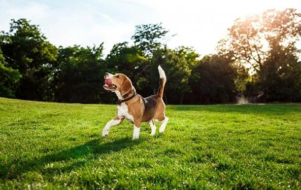 What are the 5 key health benefits of dogs laying in the sun