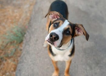 Dogs Respond Faster When It’s Time For Treats Than When You Call Their Names