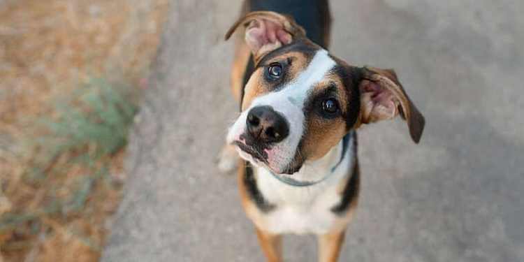 Dogs Respond Faster When It’s Time For Treats Than When You Call Their Names