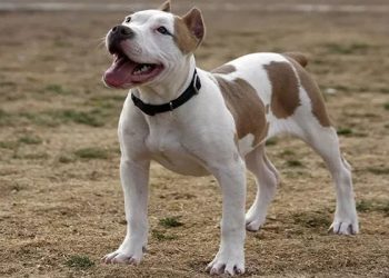 Pitbulls Are loving Dogs.