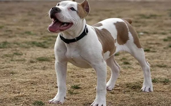 Pitbulls Are loving Dogs.